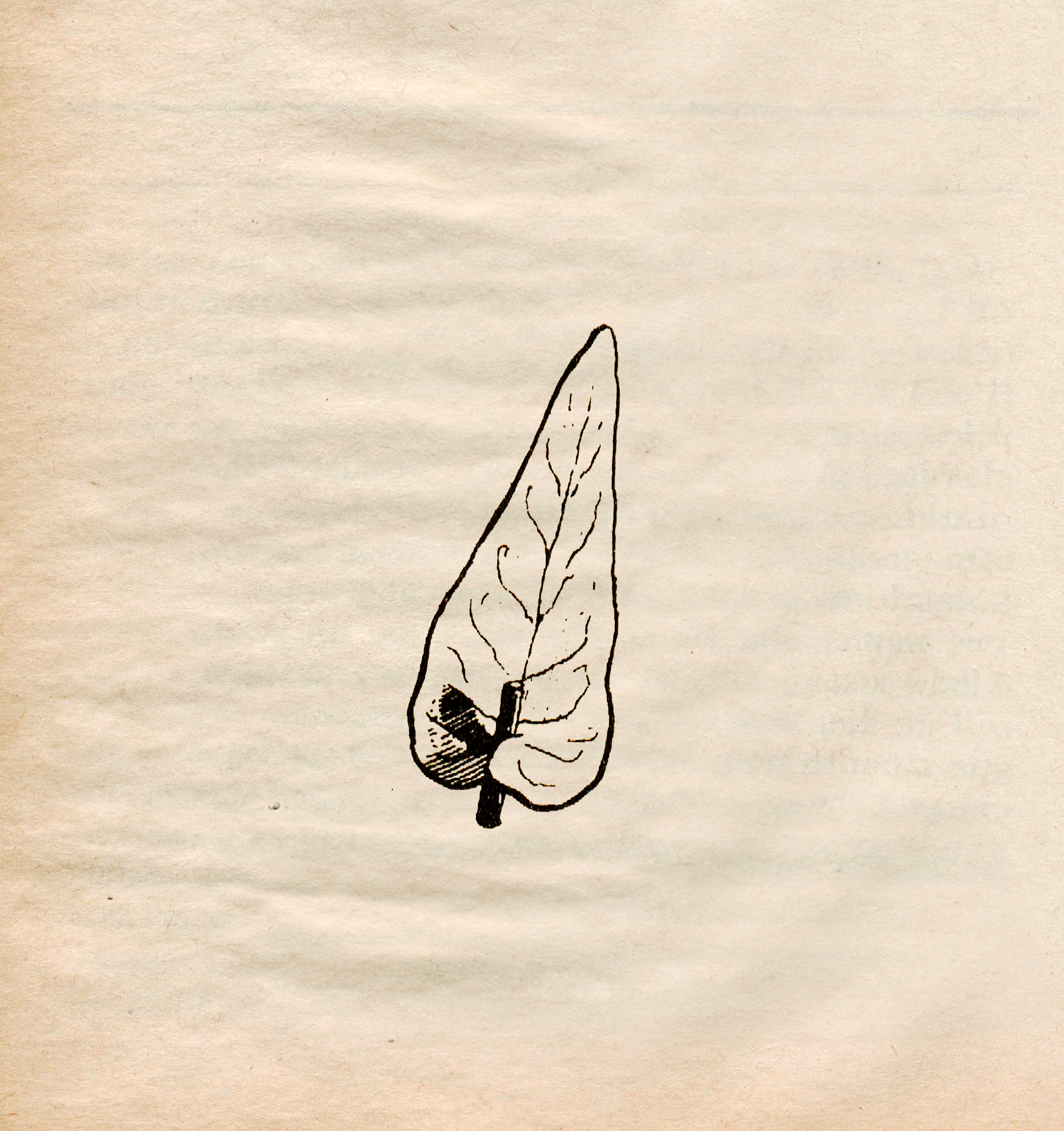 Botanic Scans — photo 6
